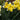 Narcissus 'Banana Splash' Bulb