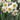 Narcissus 'Beautiful Eyes' Bulb