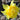 Narcissus 'Butter & Eggs' Bulb