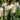 Narcissus 'Cheerfulness' Bulb