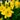 Narcissus 'Dutch Master' Bulb