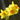 Narcissus 'Falconet' Bulb