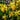 Narcissus 'February Gold' Bulb