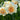 Narcissus 'Flower Parade' Bulb