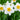 Narcissus 'Flower Record' Bulb