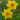 Narcissus 'Fortissimo' Bulb