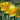 Narcissus 'Fortune' Bulb