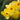 Narcissus 'Golden Dawn' Bulb