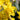 Narcissus 'Golden Ducat' Bulb