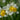 Narcissus 'Golden Echo' Bulb