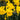 Narcissus 'Golden Harvest' Bulb