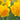 Narcissus 'Heamoor' Bulb