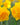 Narcissus 'Heamoor' Bulb