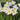 Narcissus 'Ice Follies' Bulb