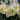 Narcissus 'Ice King' Bulb