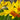 Narcissus 'Itzim' Bulb