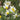 Narcissus 'Jack Snipe' Bulb