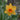 Narcissus 'Kedron' Bulb