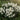Narcissus 'Lieke' Bulb