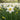 Narcissus 'Lieke' Bulb