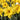 Narcissus 'Marieke' Bulb