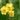 Narcissus 'Martinette' Bulb