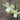 Narcissus 'Moonlight Sensation' Bulb