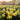 Narcissus 'Mother Duck' Bulb