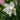 Narcissus 'Mount Hood' Bulb