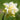 Narcissus 'Obdam' Bulb