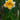Narcissus 'Orangery' Bulb