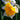 Narcissus 'Orangery' Bulb