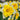 Narcissus 'Parisienne' Bulb