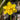 Narcissus 'Pencrebar' Bulb