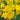 Narcissus 'Quail' Bulb
