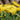 Narcissus 'Rapture' Bulb