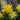 Narcissus 'Rip van Winkle' Bulb