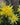 Narcissus 'Rip van Winkle', daffodil, flower bulb
