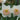 Narcissus 'Salome' Bulb