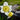 Narcissus 'Segovia' Bulb