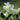 Narcissus 'Silver Chimes' Bulb