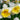 Narcissus 'Slim Whitman' Bulb