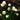 Narcissus 'Spoirot' Bulb