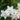 Narcissus 'Starlight Sensation' Bulb