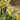 Narcissus 'Sun Disc' Bulb