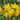 Narcissus 'Sunlight Sensation' Bulb