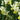 Narcissus 'Surfside' Bulb