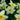 Narcissus 'Sweet Love' Bulb