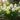 Narcissus 'Sweet Love' Bulb
