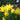 Narcissus 'Sweetness' Bulb